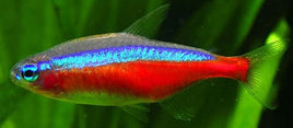 Tetras