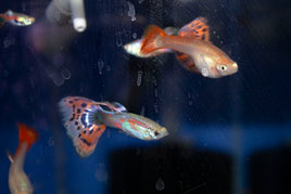 Guppies