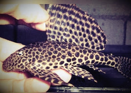 Plecostomus