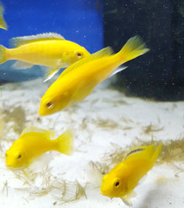 African Cichlids
