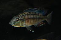 Red Empress Cichlid (Protomelas taeniolatus )