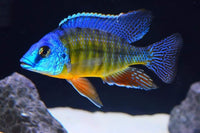 Tangerine Tiger Peacock Cichlid (Females) ( Protomelas Fenestrus)