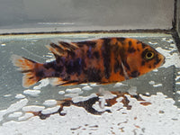 OB Peacock Cichlids (1-3/4" to 2-1/2")  (Aulonocara Sp. var.)