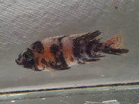 OB Peacock Cichlids (1-3/4" to 2-1/2")  (Aulonocara Sp. var.)