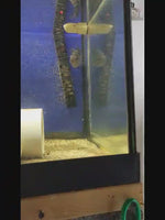 Flowerhorn Cichlid