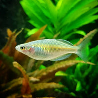 Boeseman's Rainbowfish (Melanotaenia boesemani)