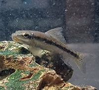 Chinese Algae Eating Fish (Gyrinocheilos aymonieri)
