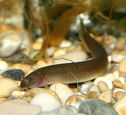 Black Kuhli Loach