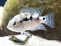 Electric Blue Jack Dempsey 1-1/4"