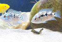 Electric Blue Jack Dempsey 1-1/4"