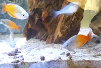 Boeseman's Rainbowfish (Melanotaenia boesemani)