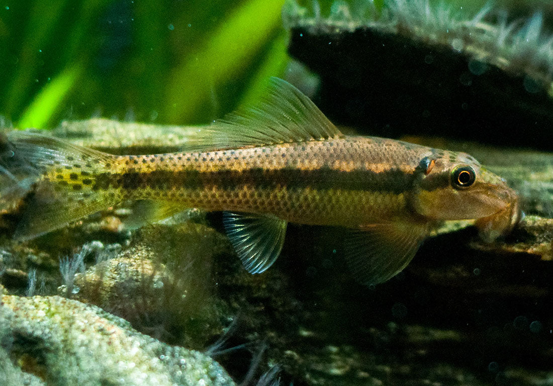Chinese Algae Eating Fish (Gyrinocheilos aymonieri) Finchville Aquatics