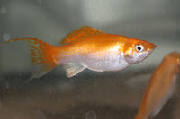 Creamsicle Lyretail Molly (Poecilia latipinna)