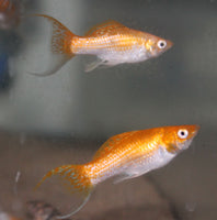 Creamsicle Lyretail Molly (Poecilia latipinna)