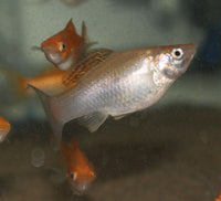 Creamsicle Lyretail Molly (Poecilia latipinna)