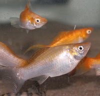 Cremesicle Lyretail Molly, Creamsicle Molly