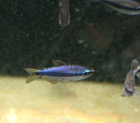 Royal Blue Tetra (Inpaichthys kerri)