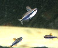Royal Blue Tetra (Inpaichthys kerri)