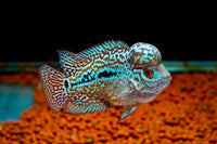Flowerhorn Cichlid