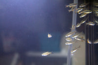 Galaxy Rasbora (Danio margaritatus)