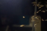 Galaxy Rasbora (Danio margaritatus)