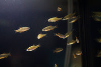 Galaxy Rasbora (Danio margaritatus)