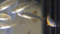 Galaxy Rasbora (Danio margaritatus)