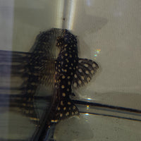 Gold Spot Hypancistrus Pleco L136