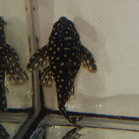 Gold Spot Hypancistrus Pleco L136
