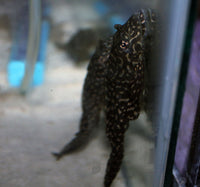 Spotted Sailfin Pleco L001 (Pterygopichthys joselimaianus)