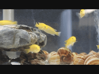 Yellow Lab - (Labidochromis caeruleus)
