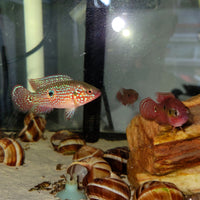 Blood-Red Jewel Cichlid (Hemichromis lifalili)