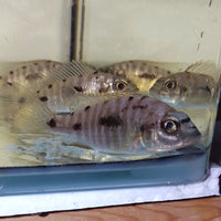 Lithobates Cichlid   (Otopharynx lithobates)