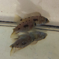 Lithobates Cichlid   (Otopharynx lithobates)