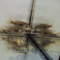 Lithobates Cichlid   (Otopharynx lithobates)