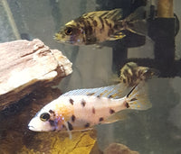 OB Peacock Cichlids Females 2-1/2" (Aulonocara Sp. var.)