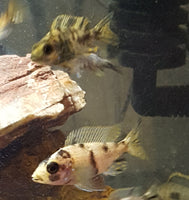 OB Peacock Cichlids Females 2-1/2" (Aulonocara Sp. var.)