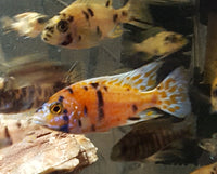 OB Peacock Cichlids Females 2-1/2" (Aulonocara Sp. var.)
