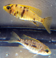 OB Peacock Cichlids Females 2-1/2" (Aulonocara Sp. var.)