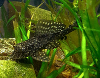 Spotted Sailfin Pleco L001 (Pterygopichthys joselimaianus)