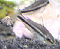 Pygmy Pygmaeus Cory Catfish (Corydoras pygmaeus)