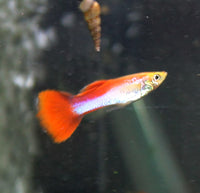 Rainbow Guppy Males - (Poecilia Reticulata)