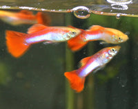 Rainbow Guppy Males - (Poecilia Reticulata)