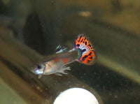 Red Mosaic Guppy Males - (Poecilia Reticulata)