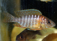 Red Peacock  (Aulonocara)