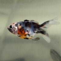 Ryukin Calico Goldfish (Carassius auratus)