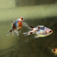 Ryukin Calico Goldfish (Carassius auratus)