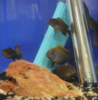 Super Red Labidochromis Hongi Cichlid