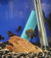 Super Red Labidochromis Hongi Cichlid