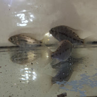 Tangerine Tiger Peacock Cichlid (Females) ( Protomelas Fenestrus)